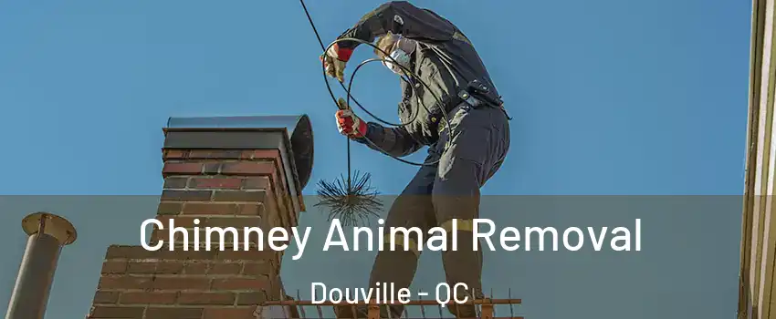  Chimney Animal Removal Douville - QC