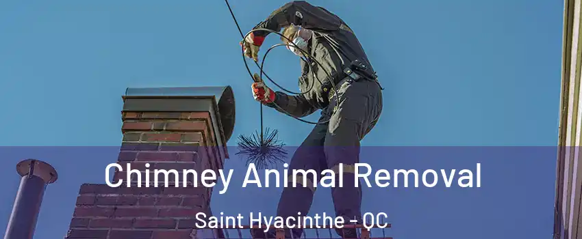 Chimney Animal Removal Saint Hyacinthe - QC