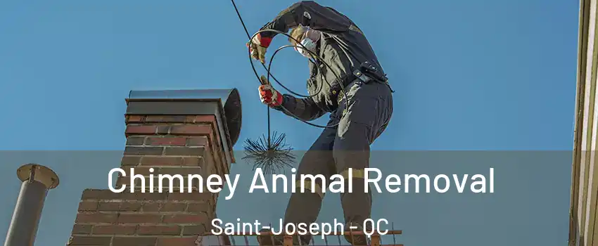  Chimney Animal Removal Saint-Joseph - QC