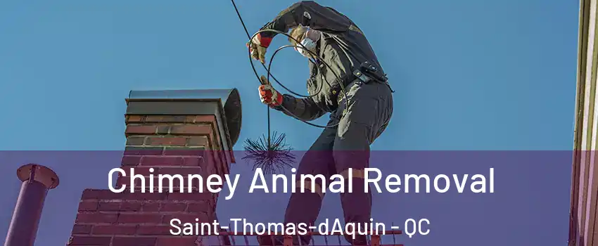  Chimney Animal Removal Saint-Thomas-dAquin - QC