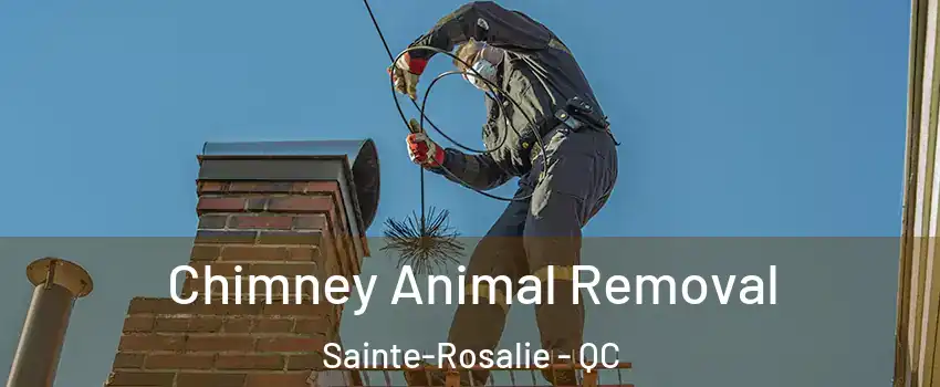 Chimney Animal Removal Sainte-Rosalie - QC