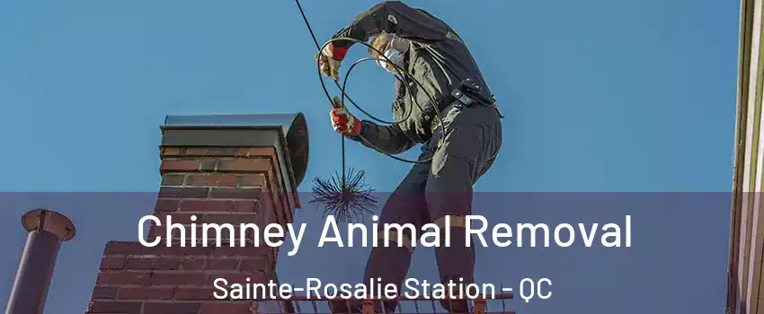 Chimney Animal Removal Sainte-Rosalie Station - QC