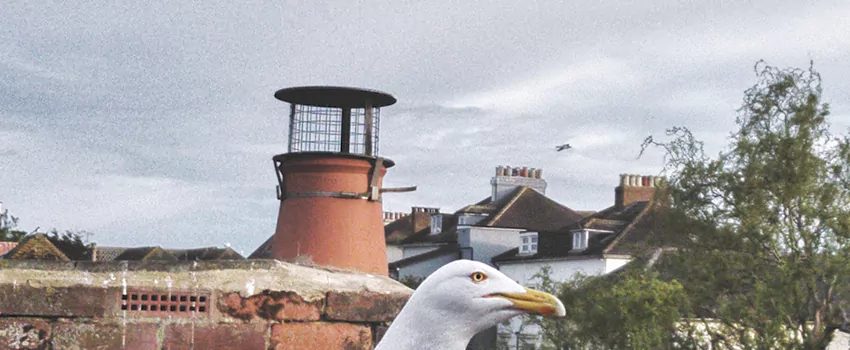 Chimney Cap Bird Guard Repair in Saint-Charles, Quebec